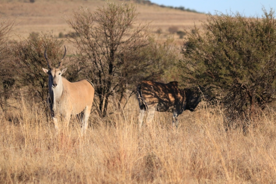 Commercial Property for Sale in Lekwena Wildlife Estate North West